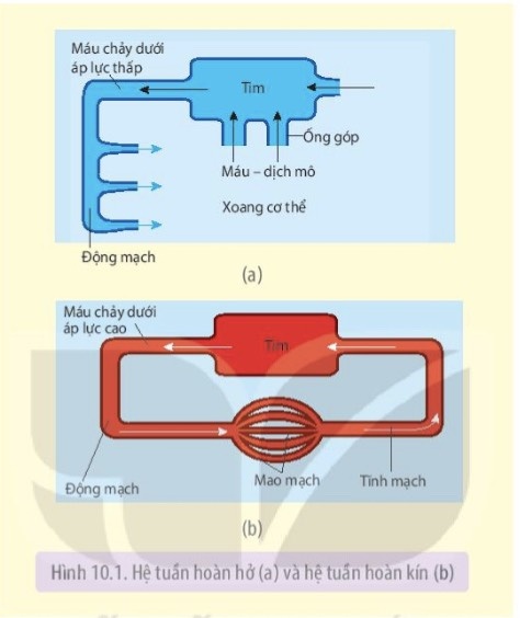 Nghiên cứu Hình 10.1 và mô tả đường đi của máu (bắt đầu từ tim) trên sơ đồ hệ tuần hoàn hở và hệ tuần hoàn kín, từ đó đưa ra khái niệm hệ tuần hoàn hở và hệ tuần hoàn kín.