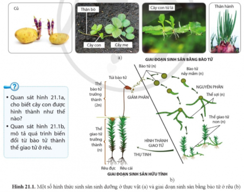 Quan sát hình 21.1a, cho biết cây con được hình thành như thế nào?