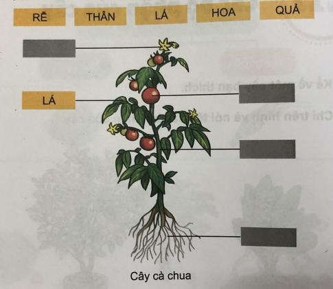 [Phát triển năng lực] Giải tự nhiên và xã hội 1 Bài 17: Các bộ phận của cây