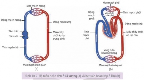 Nghiên cứu Hình 10.2 và mô tả đường đi của máu (bắt đầu từ tim) trên sơ đồ hệ tuần hoàn đơn của Cá xương và hệ tuần hoàn kép của Thú, từ đó đưa ra khái niệm hệ tuần hoàn đơn và hệ tuần hoàn kép.