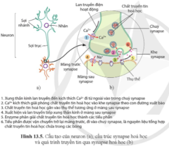 Quan sát hình 13.5, mô tả quá trình truyền tin qua synapse hóa học.