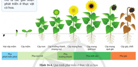 Quan sát hình 16.4, mô tả các giai đoạn phát triển ở thực vật có hoa