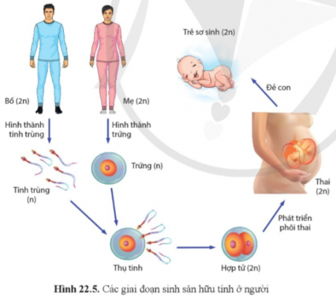 Vẽ sơ đồ quá trình sinh sản hữu tính thể hiện được bốn giai đoạn ở một loài động vật mà em biết.