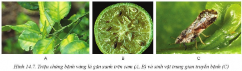 Giải bài 14 Bệnh hại cây trồng