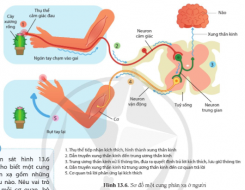 Quan sát hình 13.6 và cho biết một cung phản xạ gồm những khâu nào. Nêu vai trò của mỗi cơ quan, bộ phận trong một cung phản xạ.
