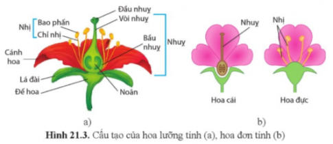 Quan sát hình 21.3, kể tên các bộ phận của hoa.