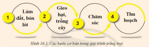 Giải bài 16 Quy trình trồng trọt