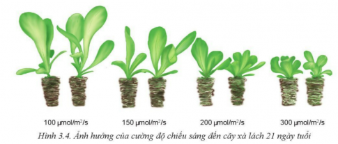 Giải bài 3 Mối quan hệ giữa cây trồng và các yếu tố chính trong trồng trọt