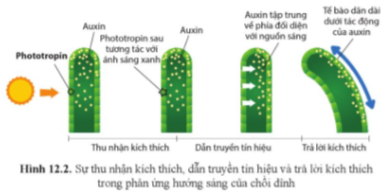 Quan sát hình 12.2, nêu cơ chế phản ứng hướng sáng ở thực vật.