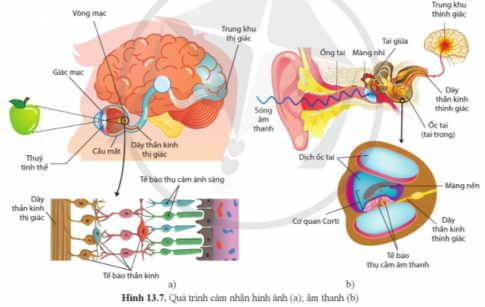 Quan sát hình 13.7b và phân tích quá trình cảm nhận âm thanh của cơ quan cảm giác thính giác.