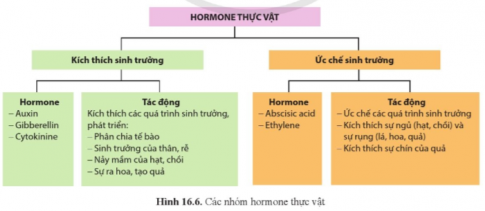 Quan sát hình 16.6 và cho biết hormone thực vật gồm những nhóm nào. Sự phân chia các nhóm hormone này dựa trên căn cứ nào?