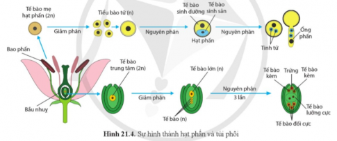 Quan sát hình 21.4, mô tả quá trình hình thành hạt phấn, túi phôi.