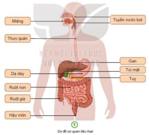 Giải bài 18 Cơ quan tiêu hóa