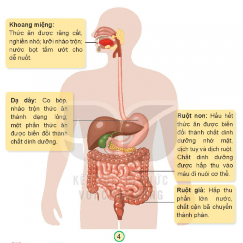 Giải bài 18 Cơ quan tiêu hóa