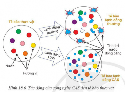 Giải bài 18 Ứng dụng công nghệ cao trong thu hoạch, bảo quản và chế biến sản phẩm trồng trọt