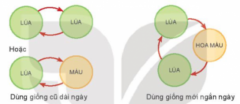 Giải bài 11 Khái niệm và vai trò của giống cây trồng