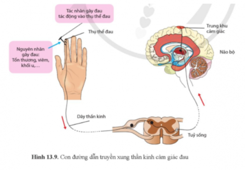 Quan sát hình 13.9 và cho biết cơ chế của cảm giác đau.