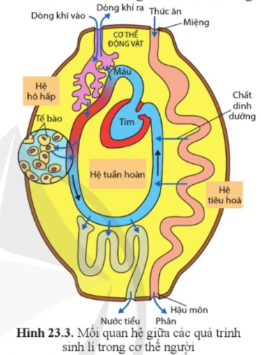 Quan sát hình 23.3, cho biết tại sao cơ thể người là một hệ thống mở