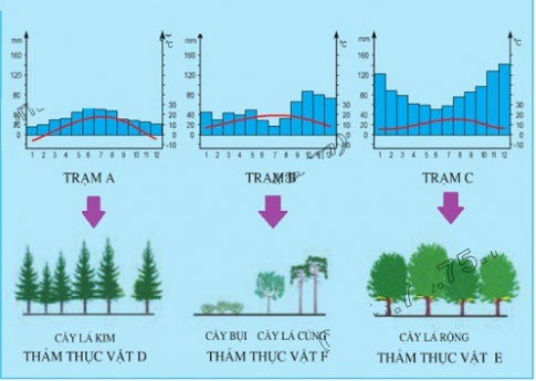 Bài 53: Thực hành. Đọc, phân tích lược đồ, biểu đồ nhiệt độ và lượng mưa châu Âu