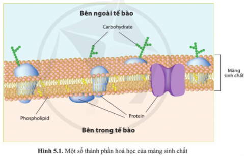 Giải bài 5 Các nguyên tố hóa học và nước