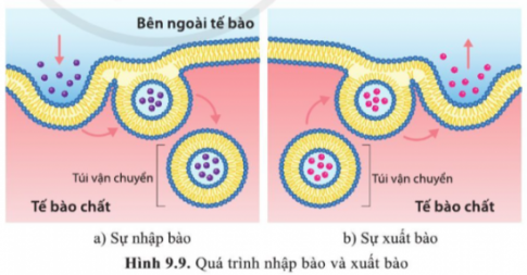 Giải bài 9 Trao đổi chất qua màng sinh chất 