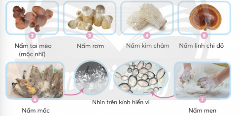 hình 1