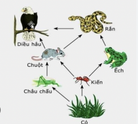 hình 2