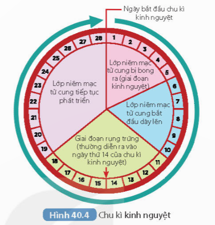 Dựa vào thông tin trong Hình 40.4, em hãy mô tả sự thay đổi độ dày niêm mạc tử cung trong chu kì kinh nguyệt. Theo em, sự thay đổi này có ý nghĩa gì?