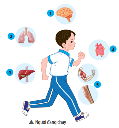  Quan sát bạn học sinh đang chạy ở hình bên và thực hiện các yêu cầu sau: a) Cho biết các cơ quan được đánh số từ 1 đến 5 thuộc hệ cơ quan nào.