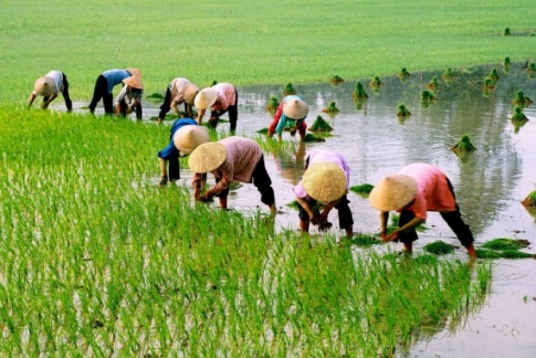 Em hãy sưu tầm một số hình ảnh thể hiện những đặc trưng cơ bản về tự nhiên, kinh tế ở địa phương và giới thiệu với cả lớp.