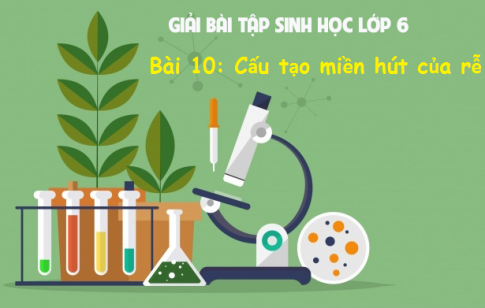 Giải bài 10 sinh 6: Cấu tạo miền hút của rễ