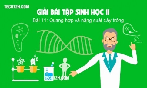 Bài 11 sinh 11: Quang hợp và năng suất cây trồng 