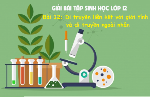 Giải bài 12 sinh 12: Di truyền liên kết với giới tính và di truyền ngoài nhân