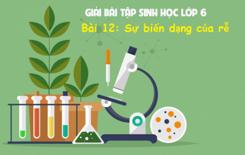 Giải bài 12 sinh 6: Biến dạng của rễ 