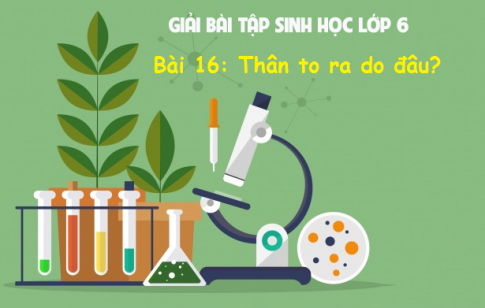 Giải bài 16 sinh 6: Thân to ra do đâu? 