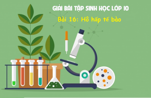 Giải bài 16 sinh 10: Hô hấp tế bào