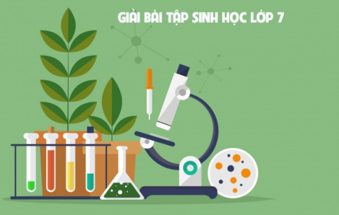 Giải bài 17 sinh 7: Một số giun đốt khác và đặc điểm chung của ngành Giun đốt