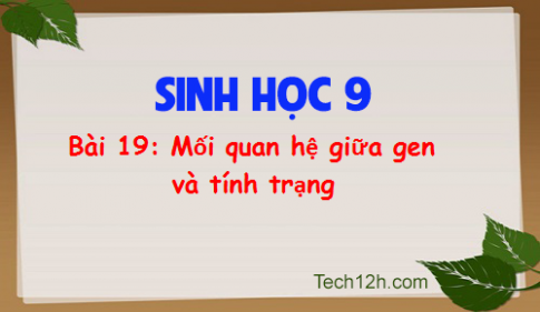 Giải bài 19 sinh 9: Mối quan hệ giữa gen và tính trạng