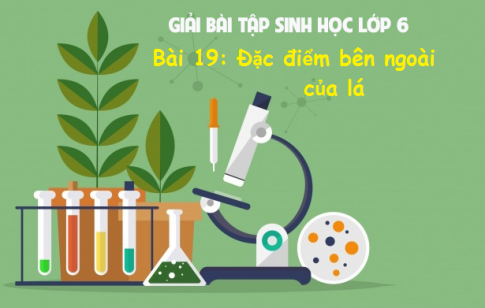 Giải bài 19 sinh 6: Đặc điểm bên ngoài của lá