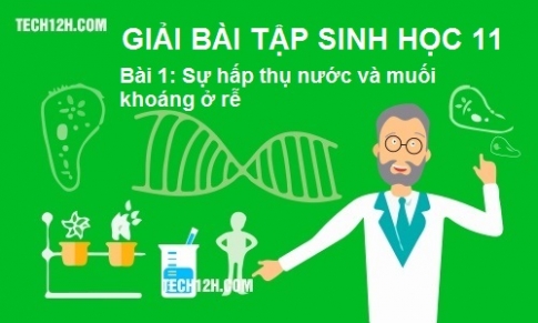 Bài 1 sinh 11: Sự hấp thụ nước và muối khoáng ở rễ 