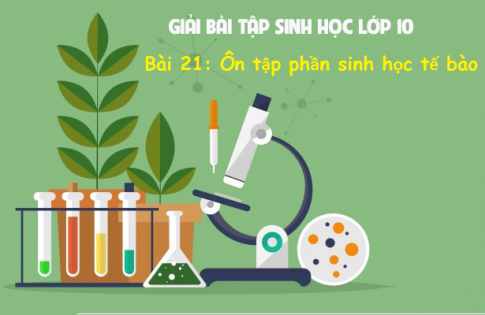 Giải bài 21 sinh 10: Ôn tập phần sinh học tế bào 