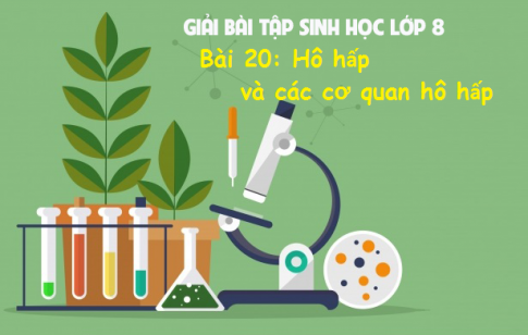 Giải bài 20 sinh 8: Hô hấp và các cơ quan hô hấp