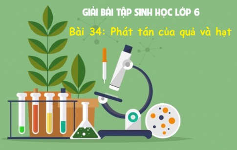 Giải bài 34 sinh 6: Phát tán của quả và hạt