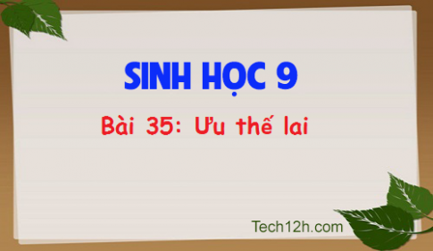 Giải bài 35 sinh 9: Ưu thế lai