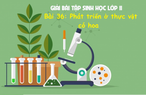 Giải Bài 36 sinh 11: Phát triển ở thực vật có hoa