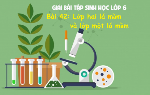 Giải bài 42 sinh 6: Lớp Hai lá mầm và lớp Một lá mầm