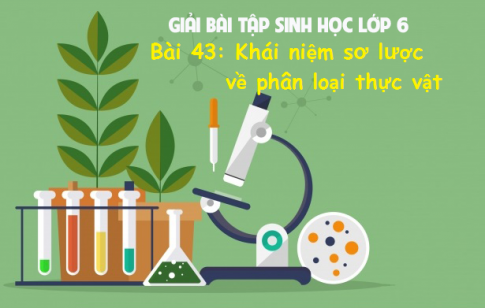 Giải bài 43 sinh 6: Khái niệm sơ lược về phân loại thực vật