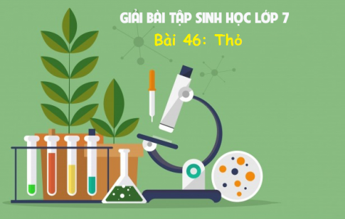 Giải bài 46 sinh 7: Thỏ