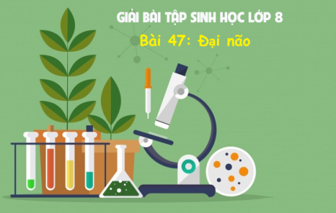 Giải bài 47 sinh 8: Đại não