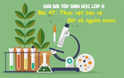 Giải bài 47 sinh 6: Thực vật bảo vệ đất và nguồn nước